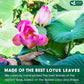 FRESHDRINKUS Lotus Leaf Tea Bags, 100% Natural, 135 Count, Eco-Conscious, No Sugar, No Caffeine, Vegan