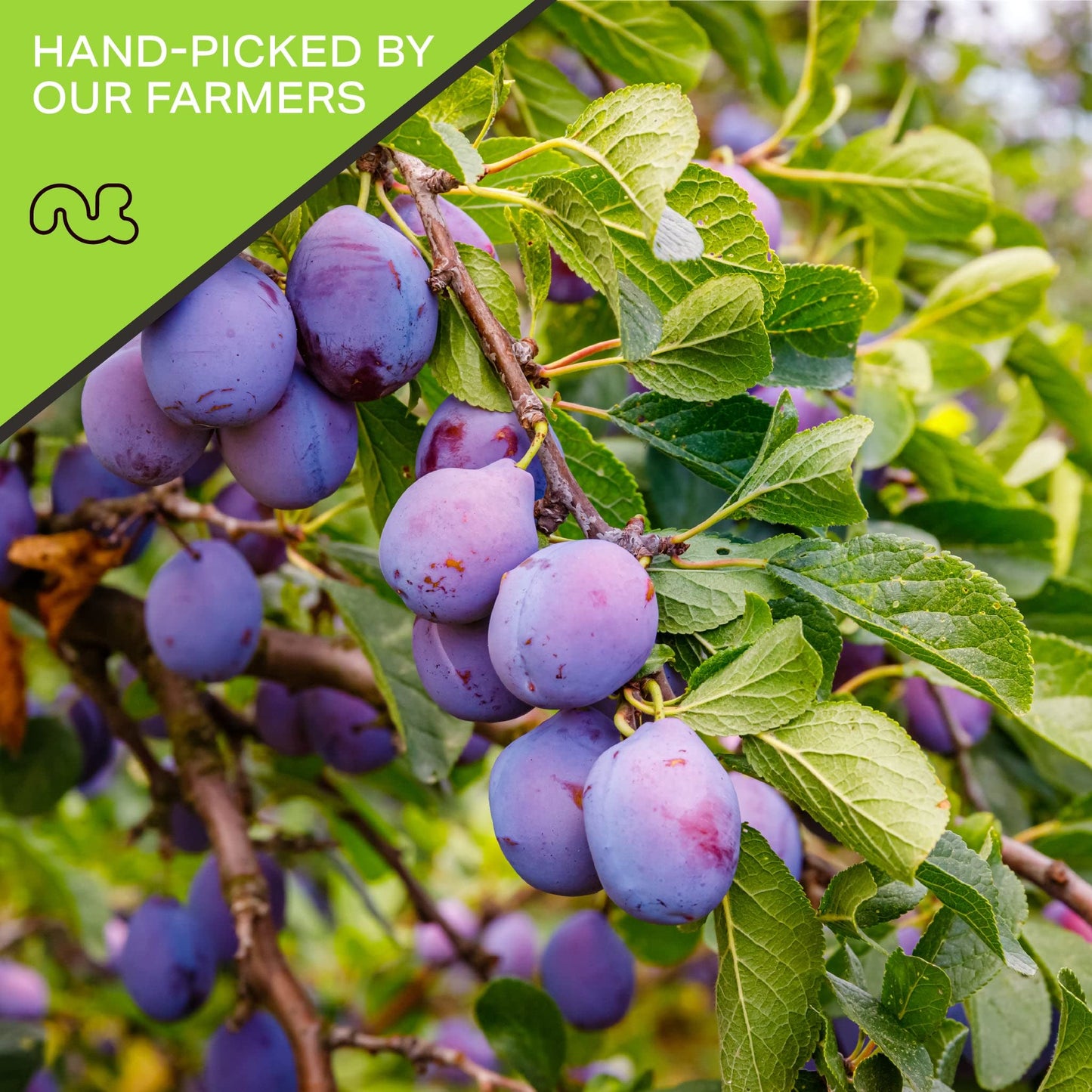 Dried Prunes Pitted Unsweetened, Dry Plums No Sugar Added (32Oz - 2 Lb) Packed Fresh In Resealable Bag - Sweet Fruit Snack Treat