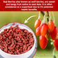 Urban Platter Goji Berries | 7.05 Oz (200G) | Dried Superfood Snack | Rich In Antioxidants & Fiber | Source Of Vitamin A & C | Gluten-Free & Non-Gmo | Perfect For Healthy Snacking, Oatmeal & Smoothies