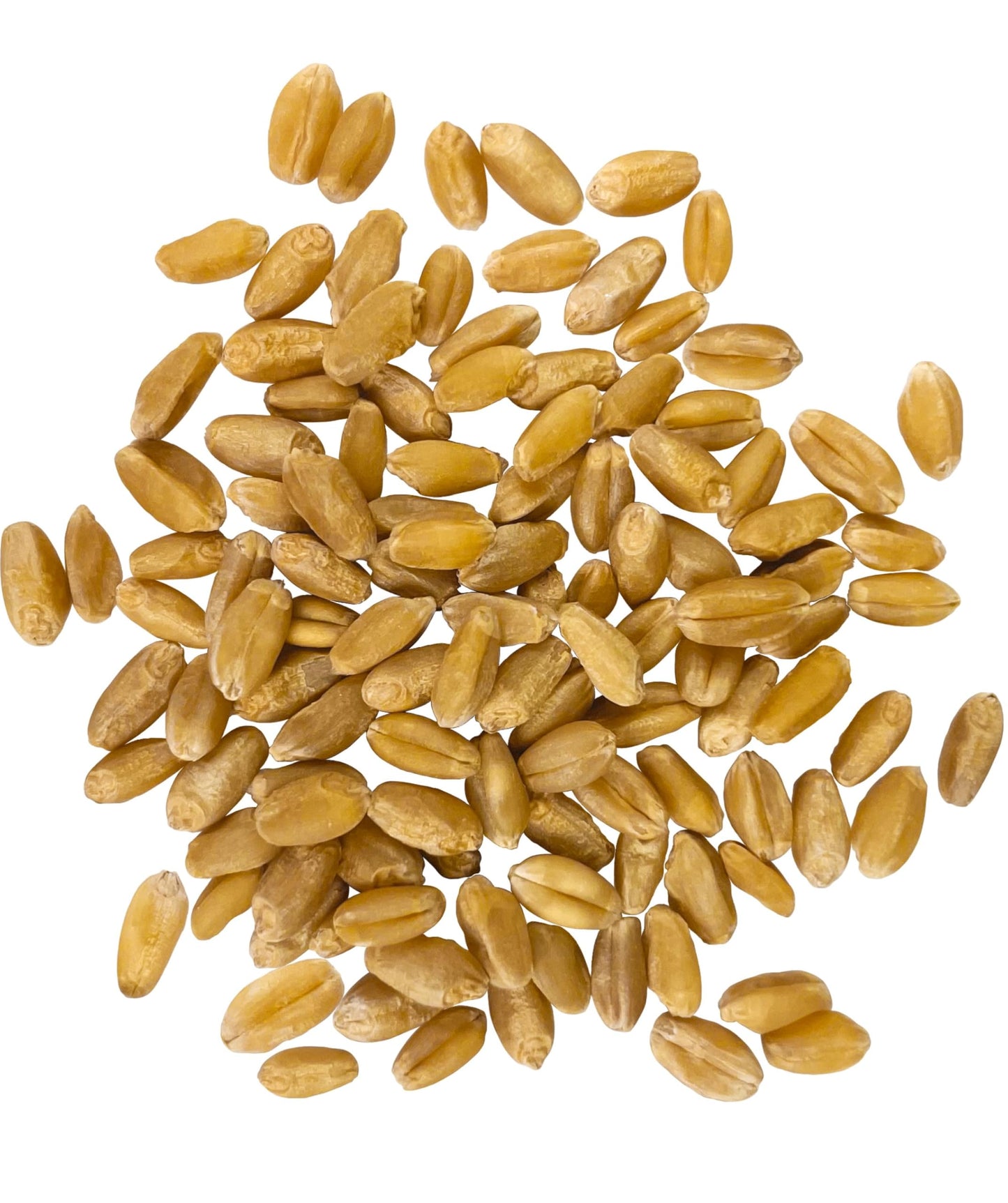 Palouse Brand Certified Glyphosate Residue Free | Hard White Wheat Berries | 36 LBS | Family Farmed in Washington State | Sprout