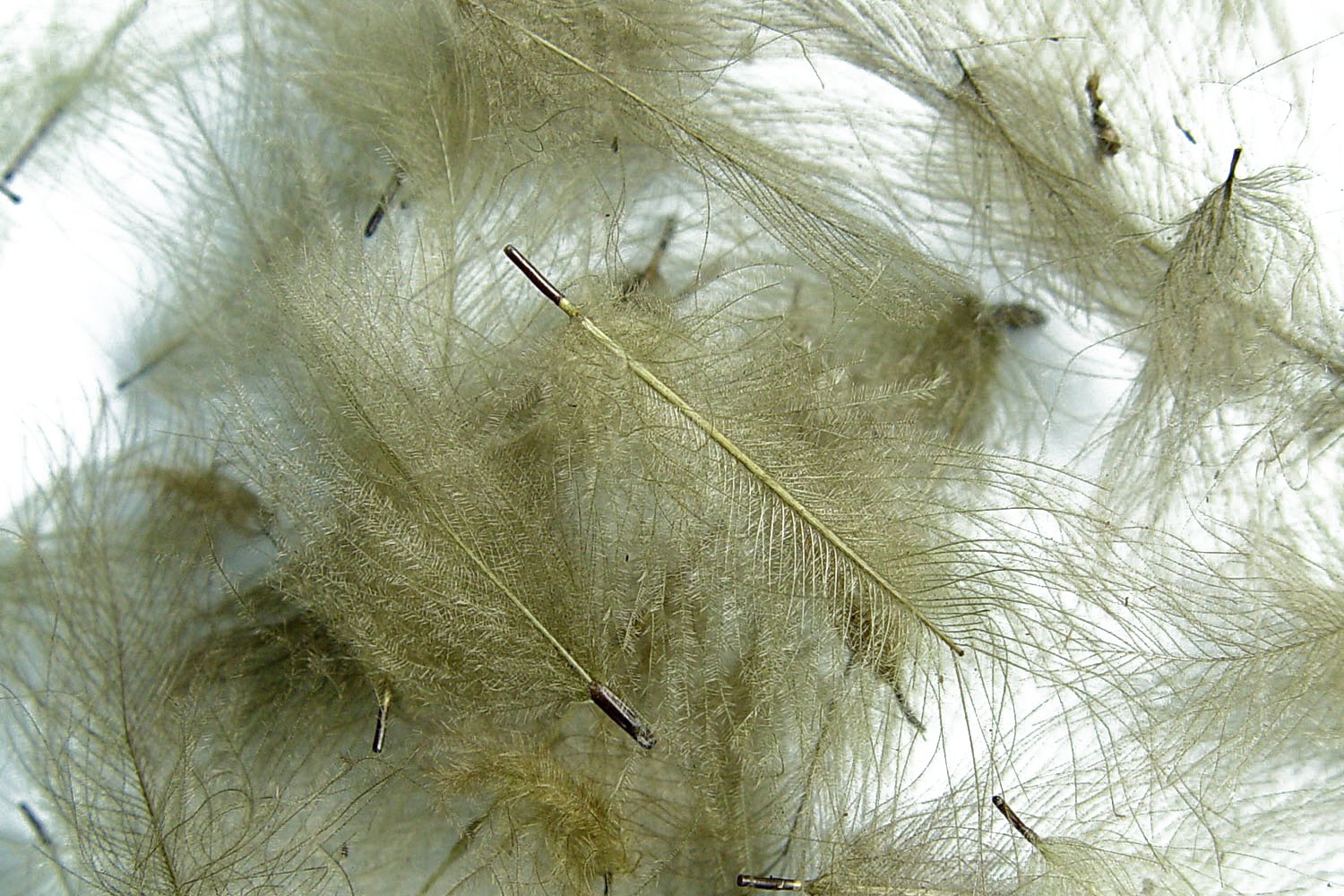 Hareline Cul De Canard Feathers Olive