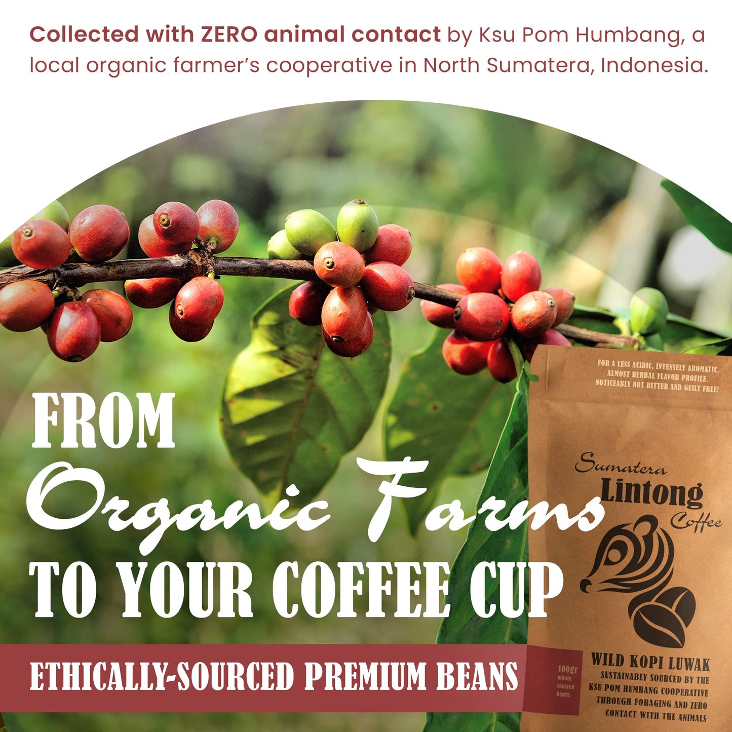 Wild Kopi Luwak, The Worlds Most Exclusive Coffee, Sustainably Sourced From Sumatra, Indonesia (100Gr / 3.5Oz)