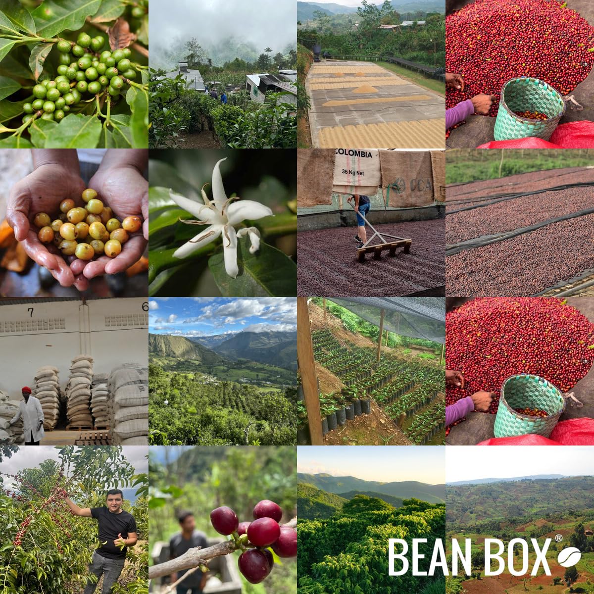 Bean Box Villa Pastora Natural Whole Bean Coffee - 12 Ounce Bag