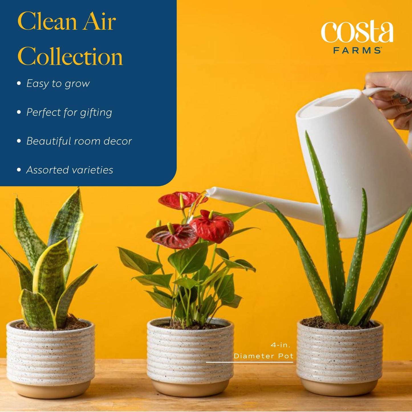Costa Farms Live Plants (Pack of 2), Easy to Grow Real Indoor Houseplants, Air Purifying Plants, Growers Choice in Home D  cor