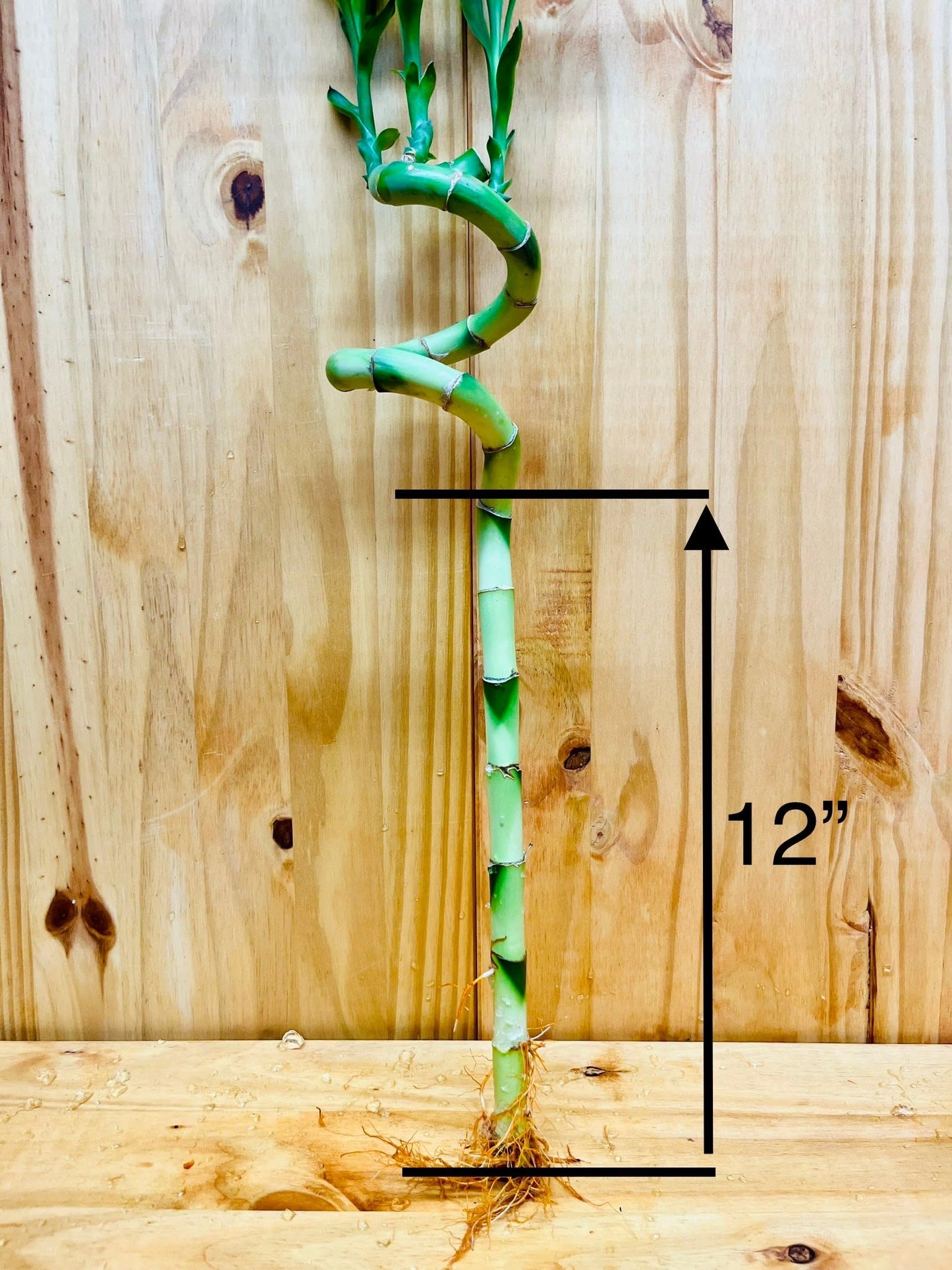 Generic Live Lucky Bamboo 12    Spiral Shape Bamboo Plant 10 Unit, Green