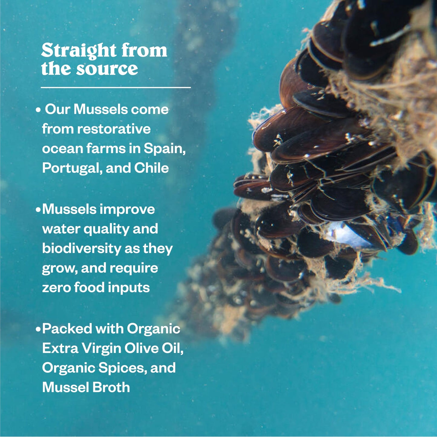 Patagonia Provisions - Lemon Herb Mussels in Extra Virgin Olive Oil | Responsibly sourced | 16g Protein & Gluten Free