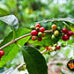 Yaucono Whole Bean Coffee, Arabica Medium Roast, Bagged, 2 Pound (Pack Of 2)