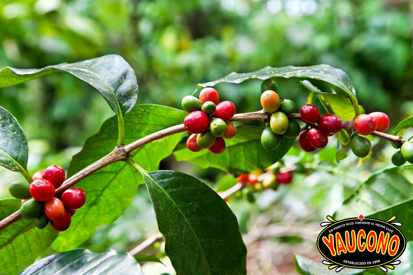 Yaucono Whole Bean Coffee, Arabica Medium Roast, Bagged, 2 Pound (Pack Of 2)