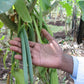50 Tahitian Extract Grade B Natural Vanilla Beans 5~6 By Vanilla Products Usa