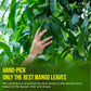 Freshdrinkus, Enhanced 100 Mango Leaf Tea Bags, 100% Natural & Pure From Mango Leaves. Loose Leaf Herbal Tea. No Sugar, No Caffeine, No Gluten, Vegan.