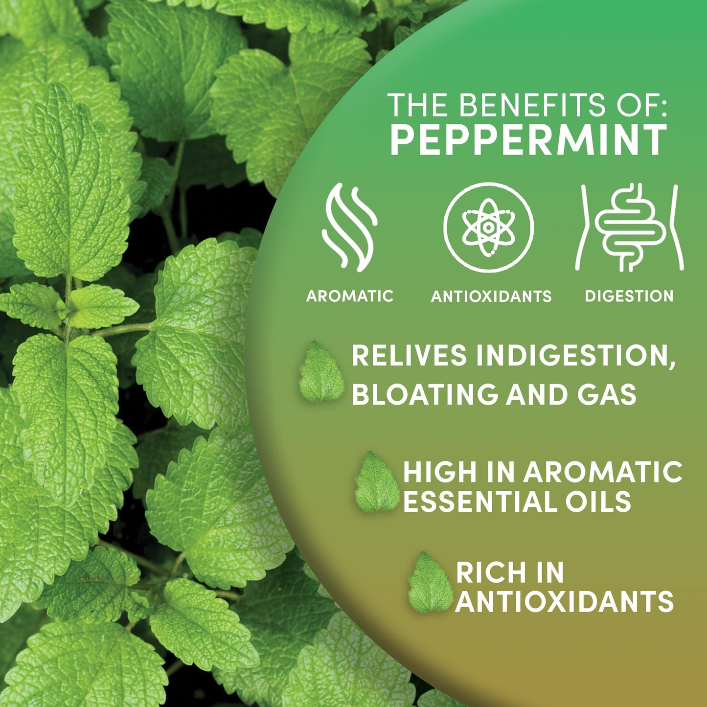 Worldwide Botanicals Organic Peppermint Loose Leaf Tea - Caffeine Free, Antioxidant, 1 lb, Pacific Northwest Cultivation