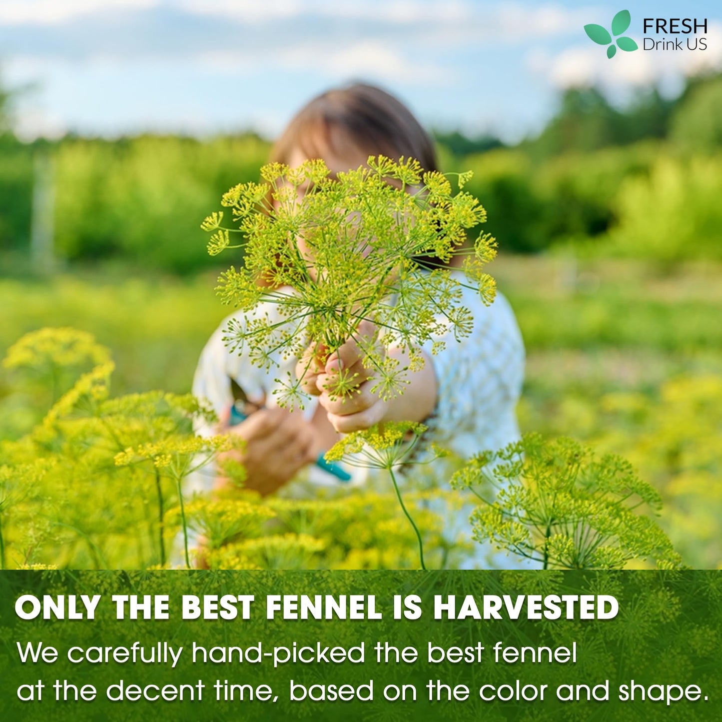 FRESHDRINKUS Fennel Tea Bags, 100% Natural Herbal Tea, Vegan, 55 Count