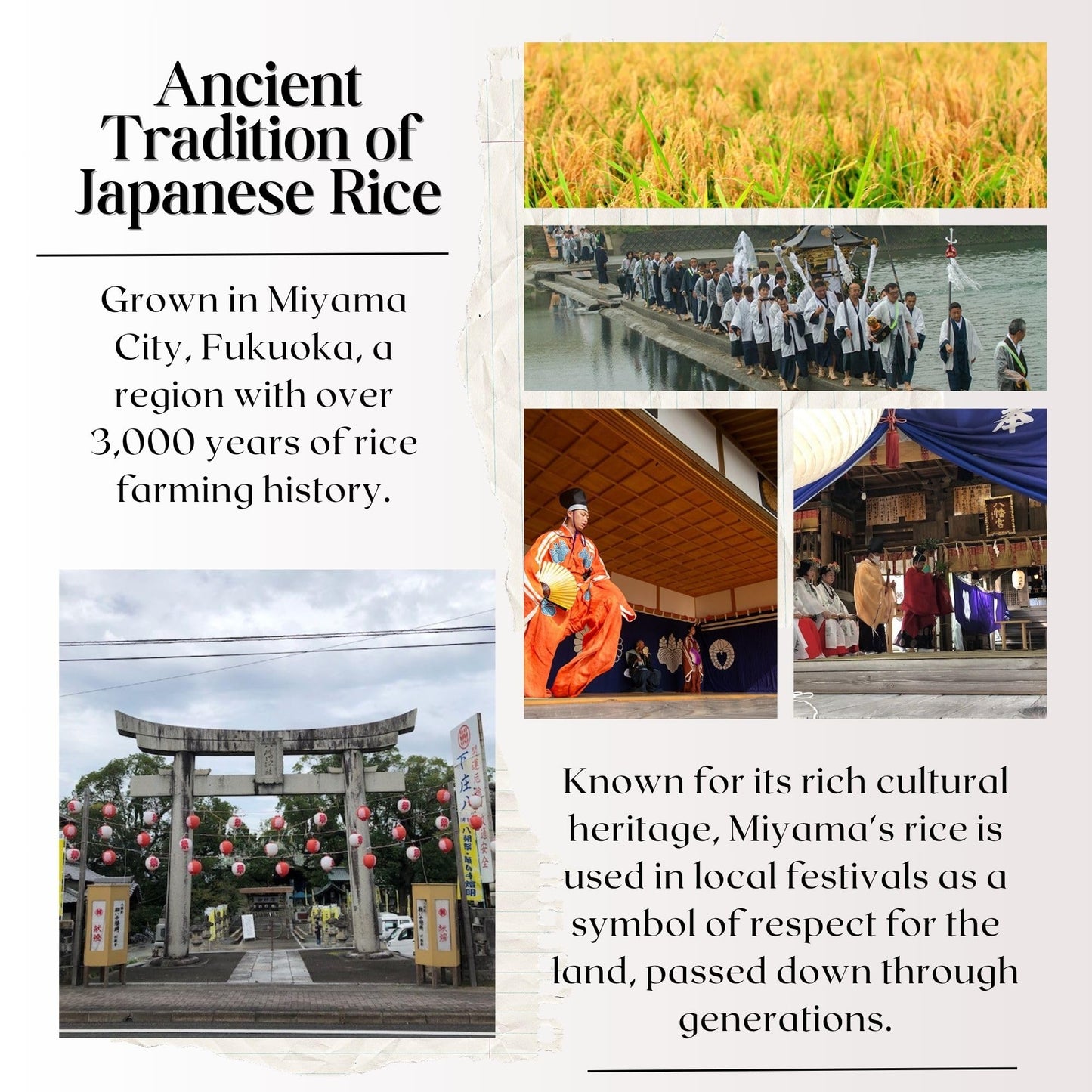 [Washoku Matsuo] Nikomaru: Rare Japanese Rice Born From Koshihikari - Premium Short Grain White Rice, Rich In Tradition, 4.4 Lb.