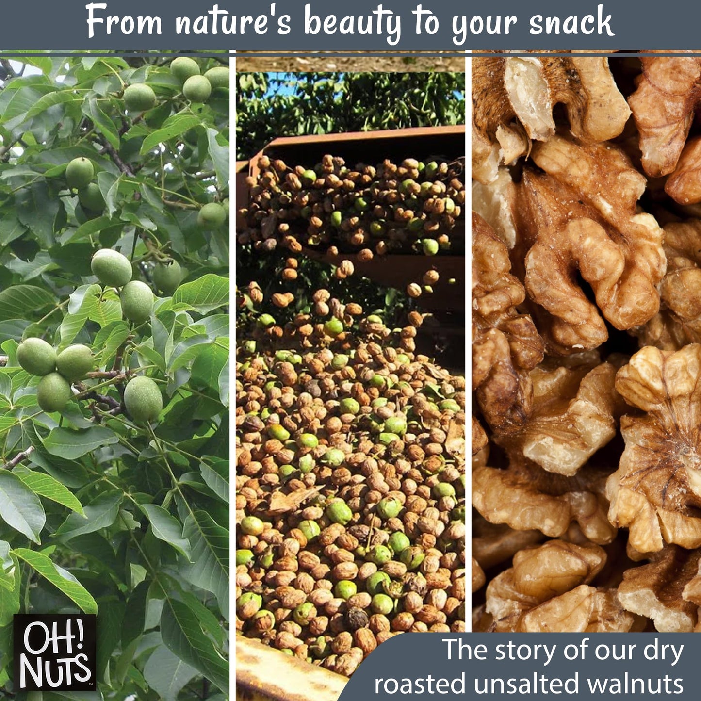 Walnuts | Dry Roasted Unsalted | 2 Lb | Packed In New York Zip-Seal Bag For Exceptional Freshness By Oh Nuts