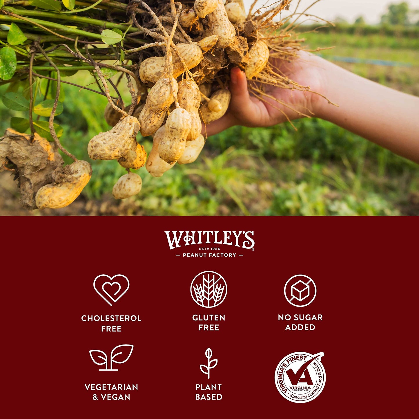 Whitleys Salted Virginia Peanuts - Super Extra Large Home Cooked Virginia Peanuts (40 Ounce Tin)