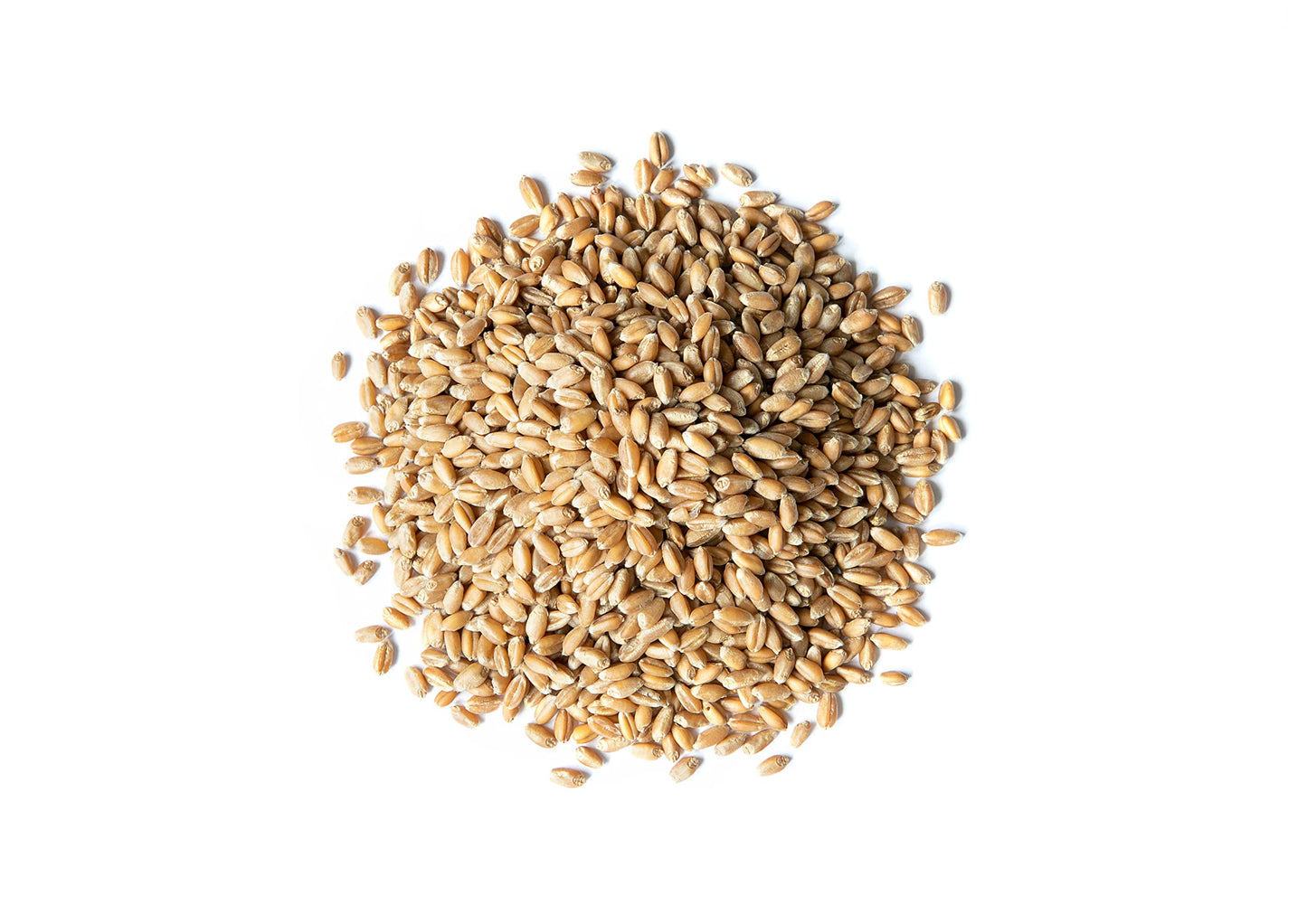 Food to Live - Organic Hard Red Wheat Berries, 1 Pound Non-GMO, Kosher, Raw, Sproutable, Vegan, Sodium and Sugar Free