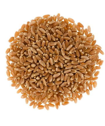 Certified Glyphosate Residue Free Hard Red Spring Wheat Berries | 25 Lbs | Emergency Food Storage Bucket | Non-Gmo | Grown On Ou