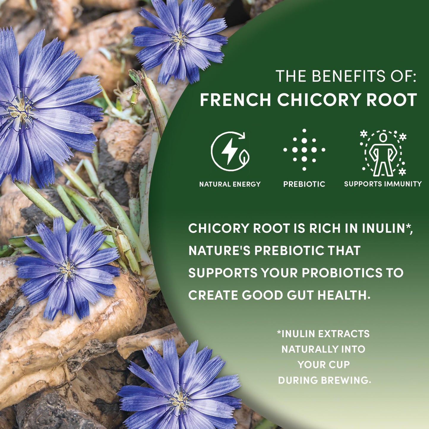 Worldwide Botanicals French Chicory Root - 5LB Bag, Brew Like Coffee, Acid Free, Caffeine Free, Kosher