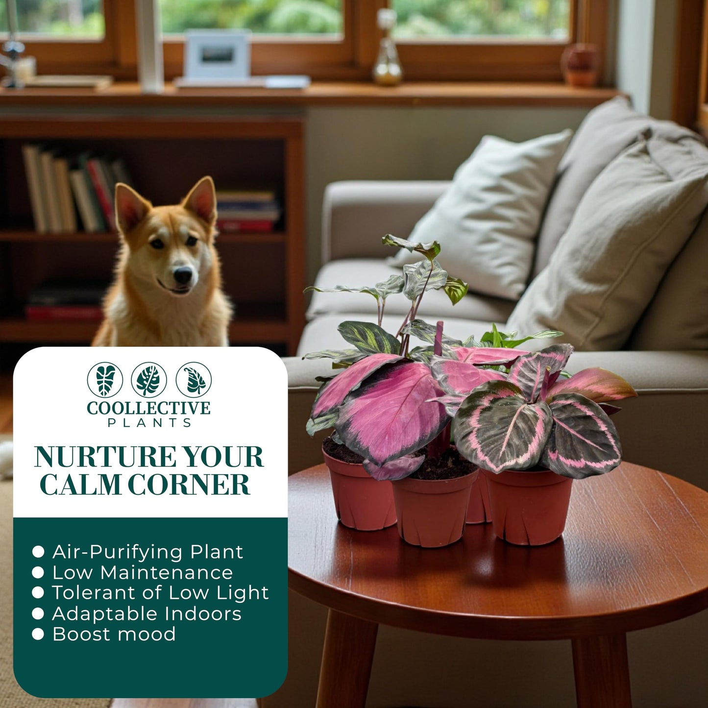 CoollectivePlants Calathea Assorted - Live Calathea Plants in 4 Growers Pots (6 Pack)