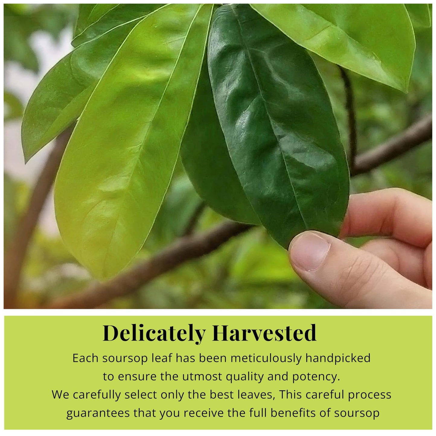 Akshit Dried Soursop Leaves, Whole Graviola Leaves, Non-GMO, Caffeine-Free Tea, 2.6 Ounce