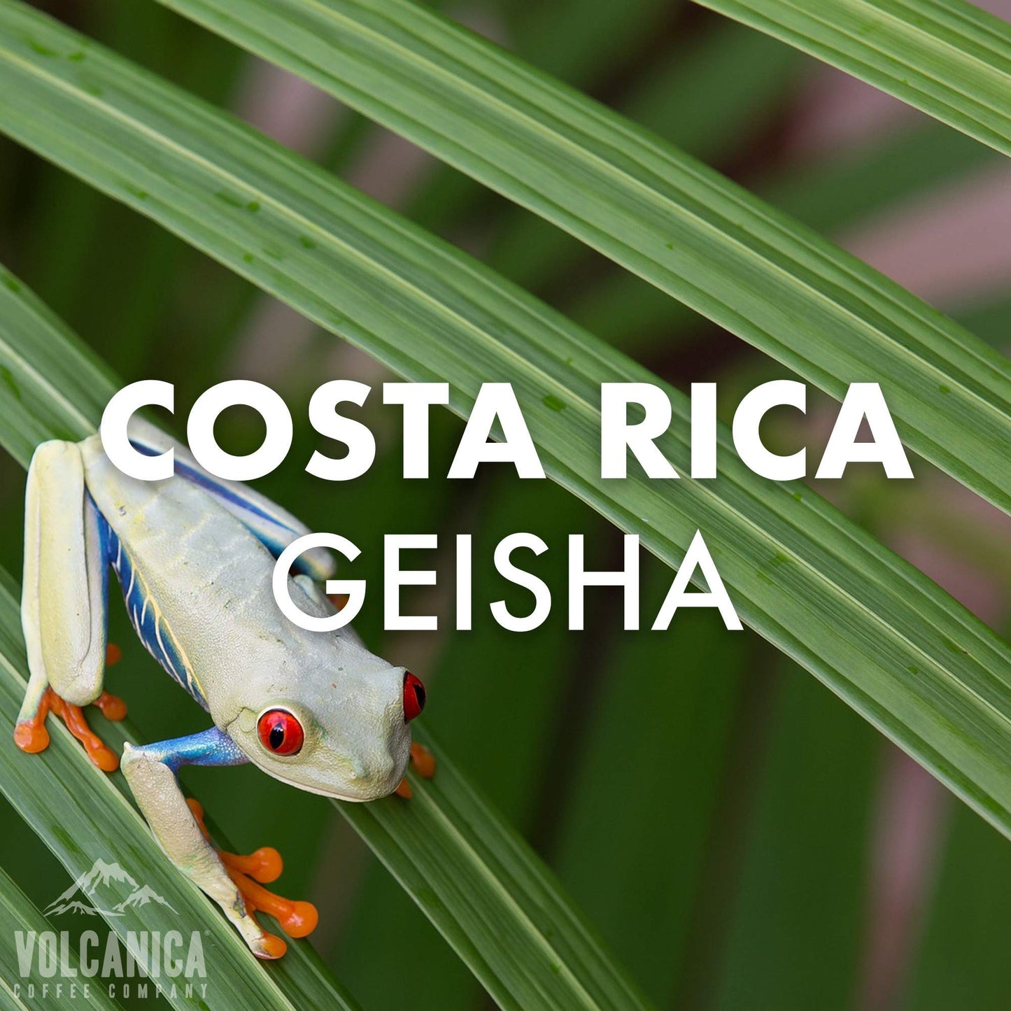 Volcanica Coffee Geisha Coffee, Whole Bean, Fresh Roasted, 5 lbs, Brown