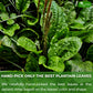 TOG999 Plantain Tea Bags, 100% Natural Loose Leaf Herbal Tea, 60 Bags, Vegan, No Sugar, No Caffeine, No Gluten