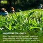 Premium Sencha Green Tea Bags, 100% Natural & Pure from Sencha Green Tea Leaves