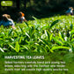 Tog999, Premium 60 Sencha Green Tea Bags, 100% Natural & Pure From Sencha Green Tea Leaves. Loose Leaf Sencha Herbal Tea. No Sug