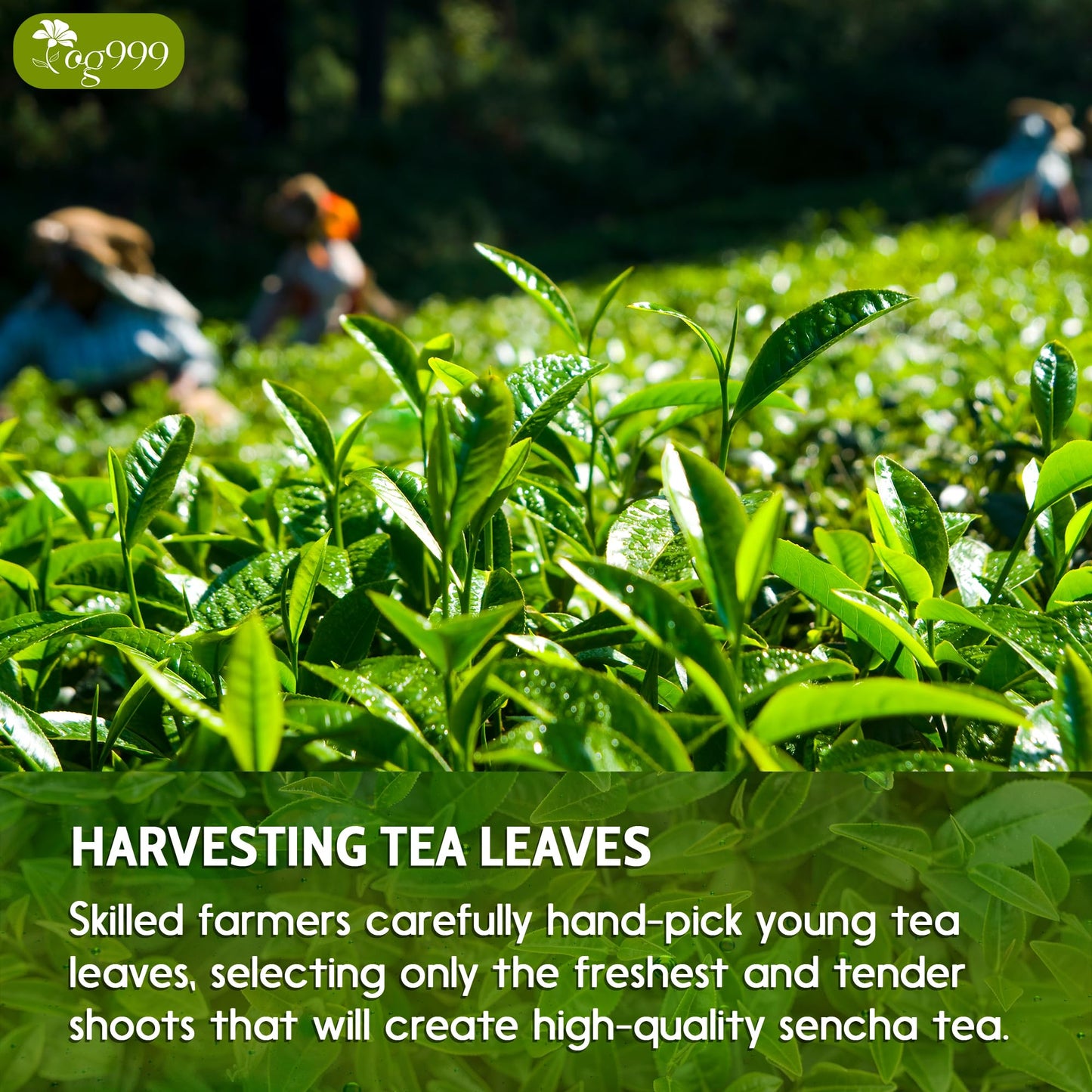 Tog999, Premium 60 Sencha Green Tea Bags, 100% Natural & Pure From Sencha Green Tea Leaves. Loose Leaf Sencha Herbal Tea. No Sug