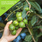 NUT CRAVINGS - Raw Macadamia Nuts, Unsalted, Shelled, (80oz - 5 LB) Bulk Nuts Packed Fresh in Resealable Bag - Kosher Healthy Sn