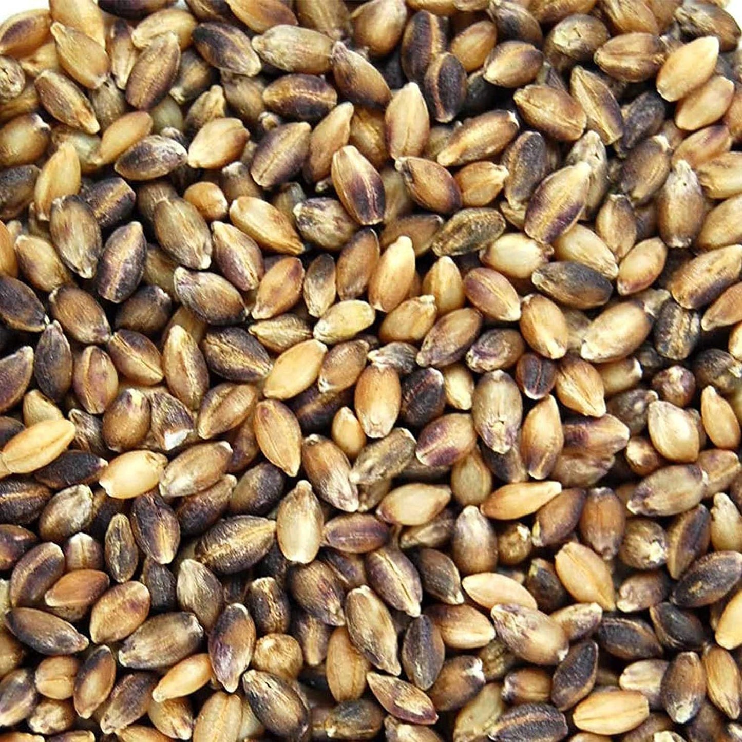 Handy Pantry Purple Barley Seeds - Certified Organic - 35 Lb Bucket - Model PBAR-35
