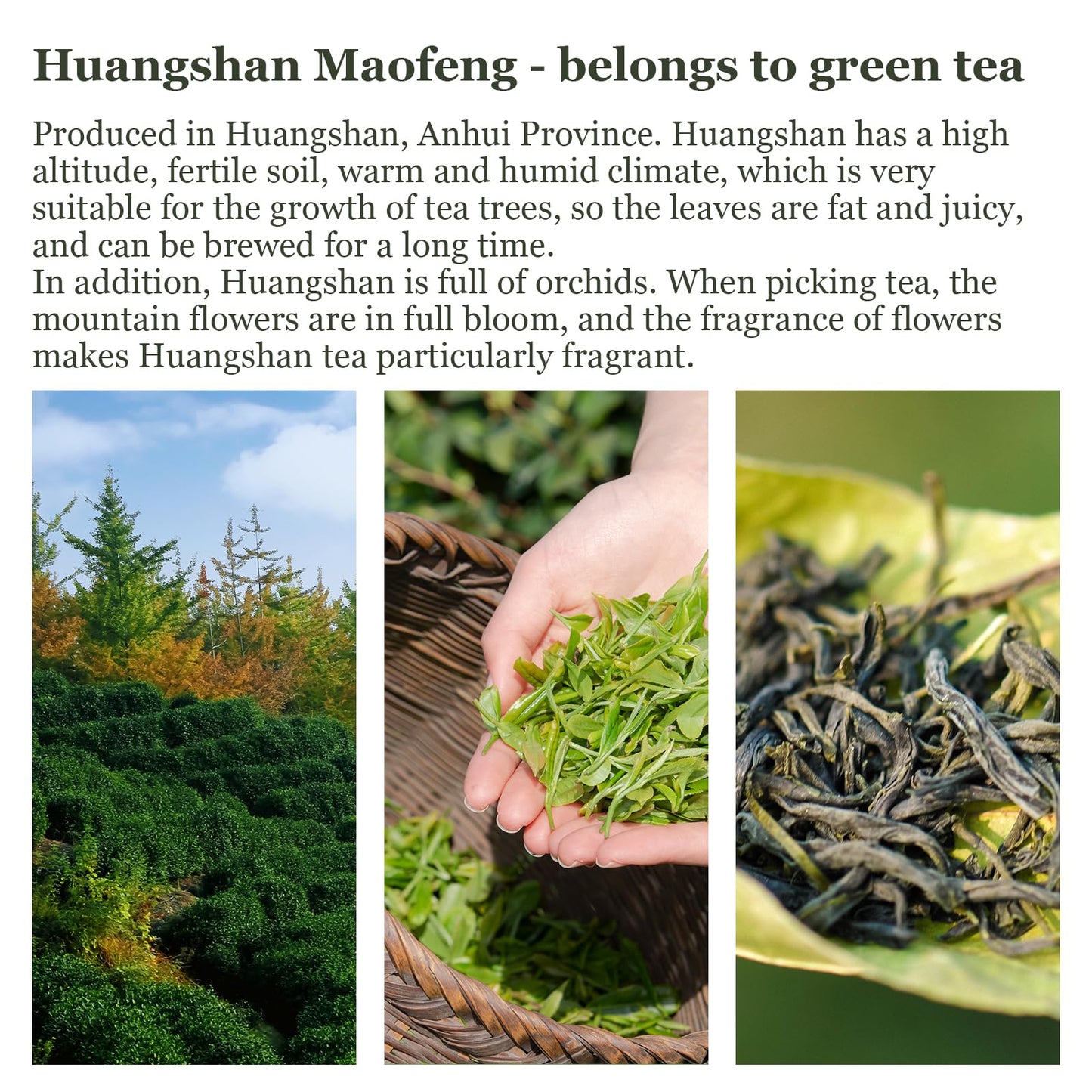 Hanfangling Jasmine Green Tea, Loose Leaf, Blends Aroma And Flavor 1.76Oz(50G) Jasmine Flavor