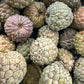 Sugar Apple Fruit 3 LBS