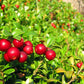 Food to Live Dried Cranberries, 5 Pounds - Raw, Kosher, Vegan, Lightly Sweetened and Coated with Sunflower Oil, Unsulfured, Bulk