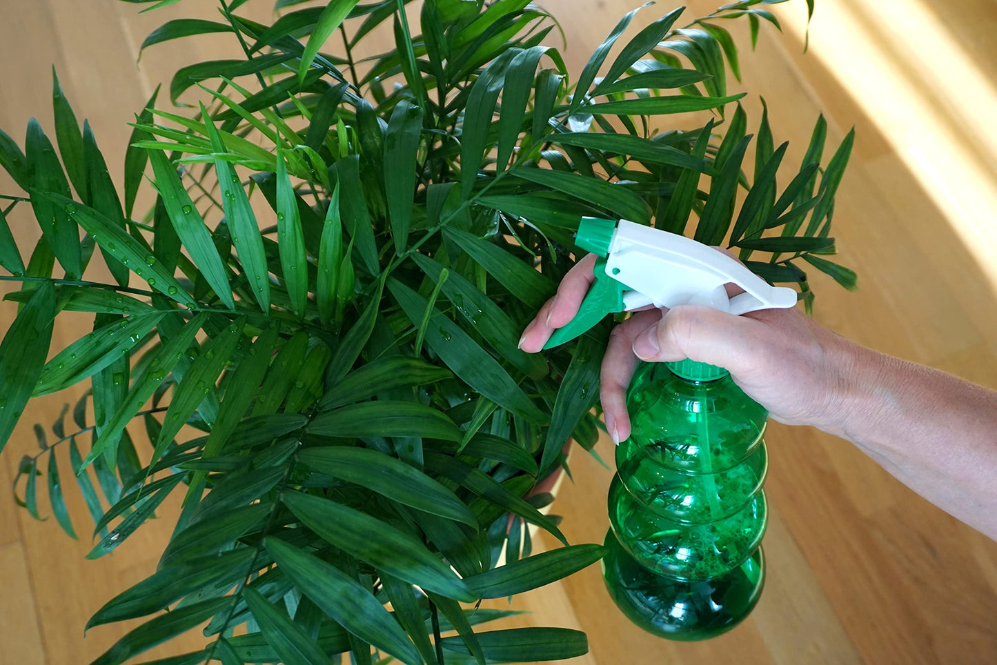 American Plant Exchange Parlor Palm - Live Indoor Houseplant, 10-Inch Pot, Pet-Friendly, Chamaedorea Elegans, Plastic, Green