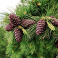 Siberian Green Food Premium Quality Pine Nuts, 10.58 Ounce, Vacuum Packed