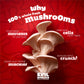 EVIL SNACKS Crunchy Mushroom Chips, Non-GMO, Vegan, Gluten-Free, 2 Oz (3 Pack)