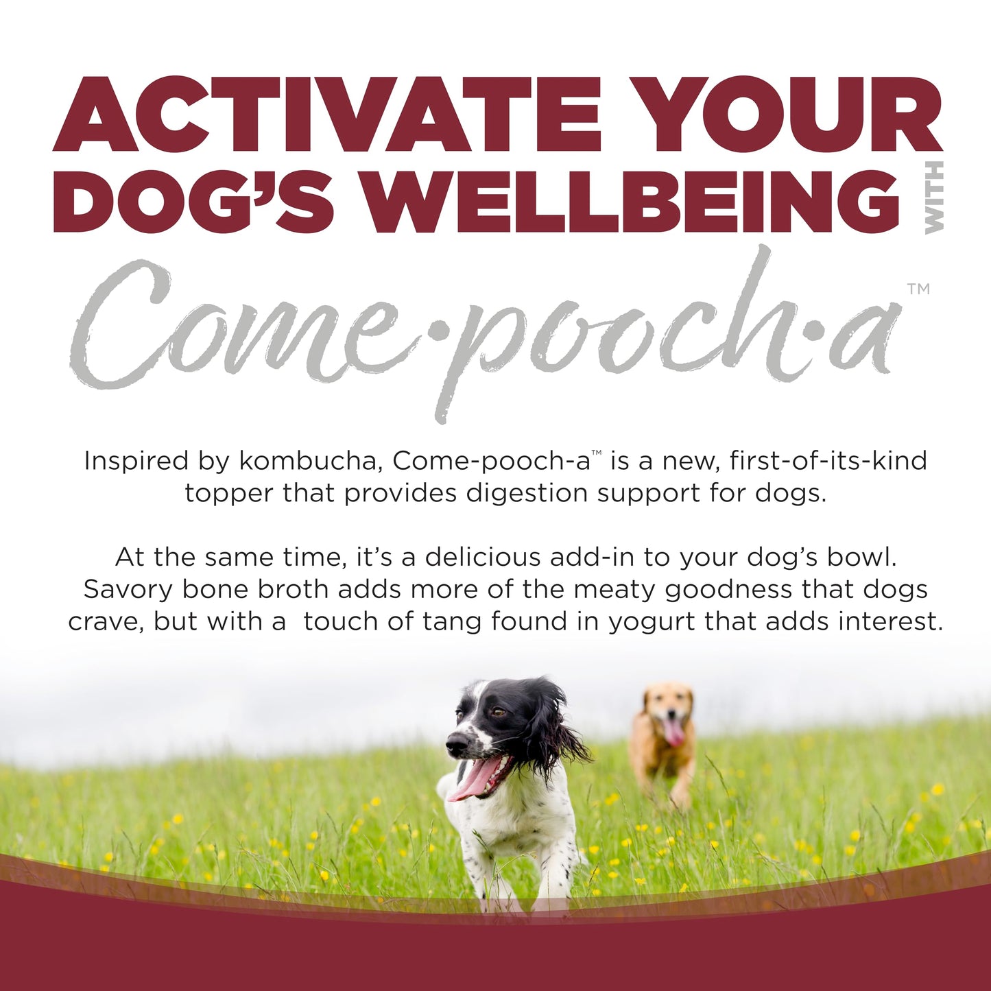 Nutrisource Come-Pooch-A Beef Bone Broth For Dog Kibble 12 Ounce (Pack Of 2)