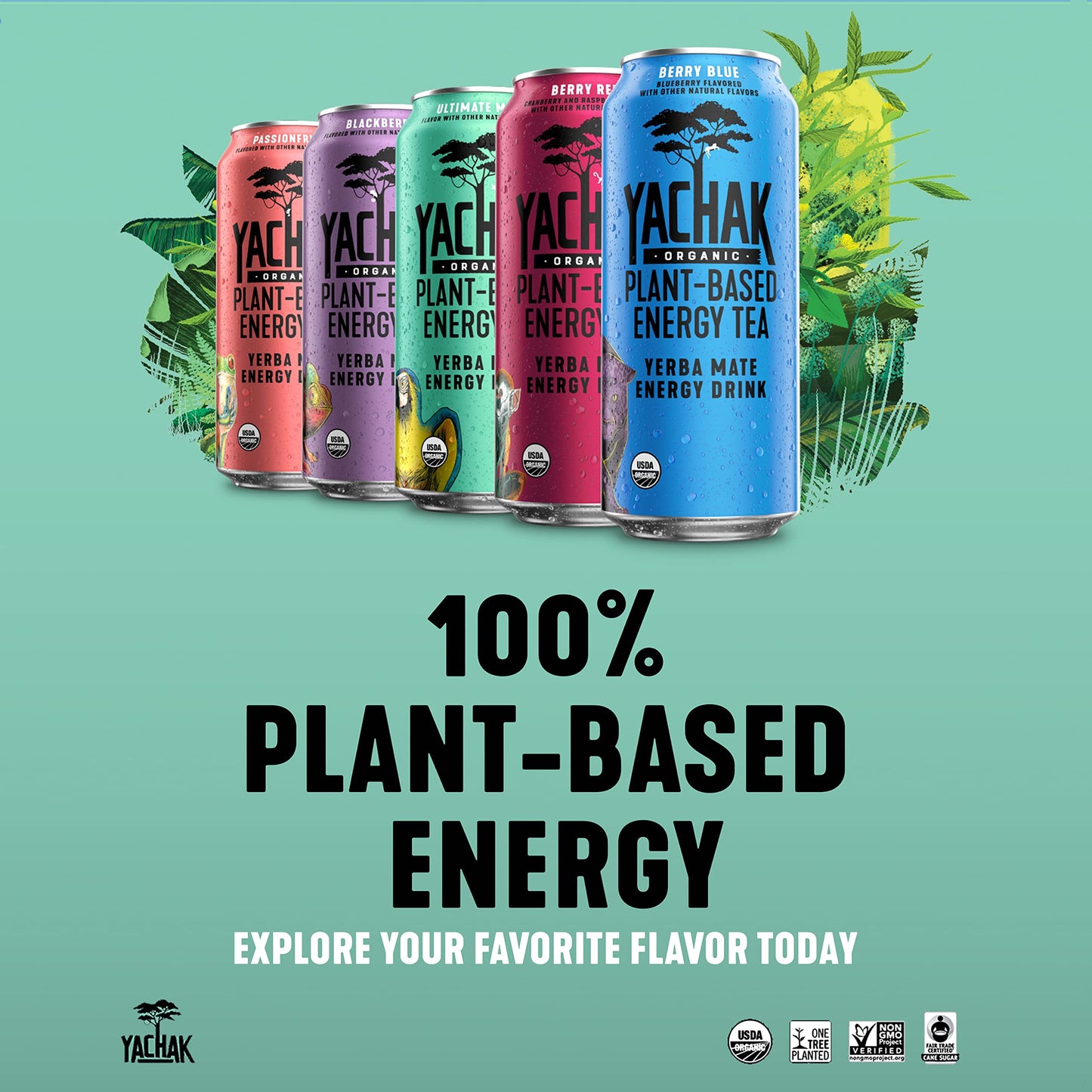 Yachak Yerba Mate Drink, Blackberry Flavor, 16 Fl Oz Cans, Pack of 12