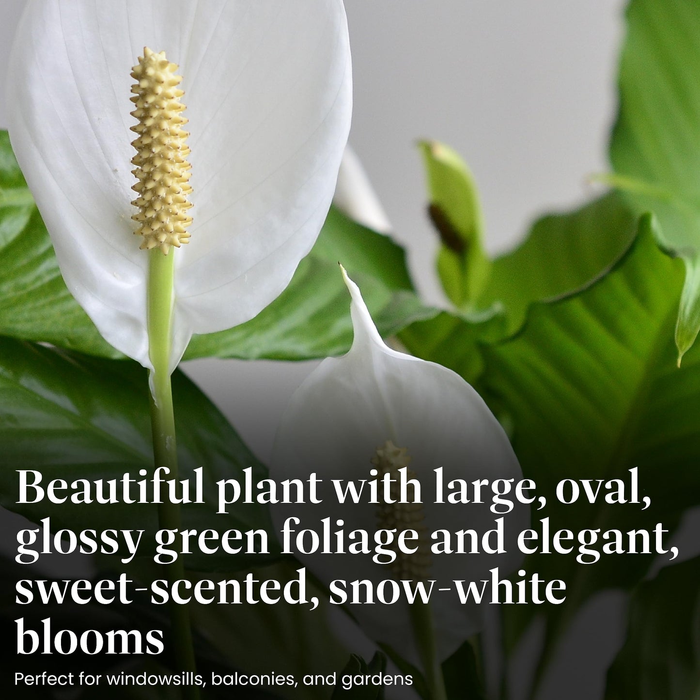 American Plant Exchange Peace Lily, Live Spathiphyllum Plant, Indoor Flowering Houseplant, 4-Inch Pot, Deco Cover, Easy Care, Lo