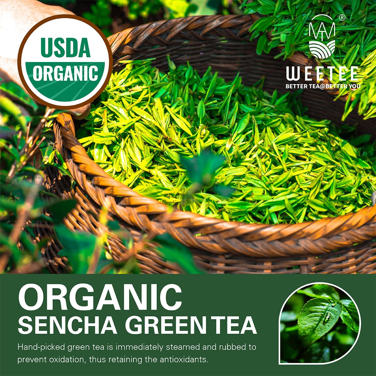 Wt Weetee Organic Sencha Green Tea Bags, Organic Steamed Green Tea 100 Count, Natural Caffeine & Antioxidant, Good For Hot Iced Cold