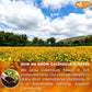 FRESHDRINKUS Premium Calendula Tea Bags - 100% Natural Herbal Tea, 135 Bags, Eco-conscious, Vegan, No Sugar, No Caffeine, No Gluten