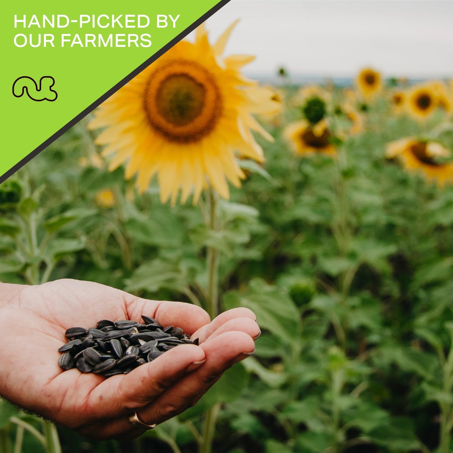 Nut Cravings - Raw Sunflower Seeds Kernels To Eat, Unsalted, Shelled Hulled, (80Oz - 5 Lb) Bulk Nuts Packed Fresh In Resealable