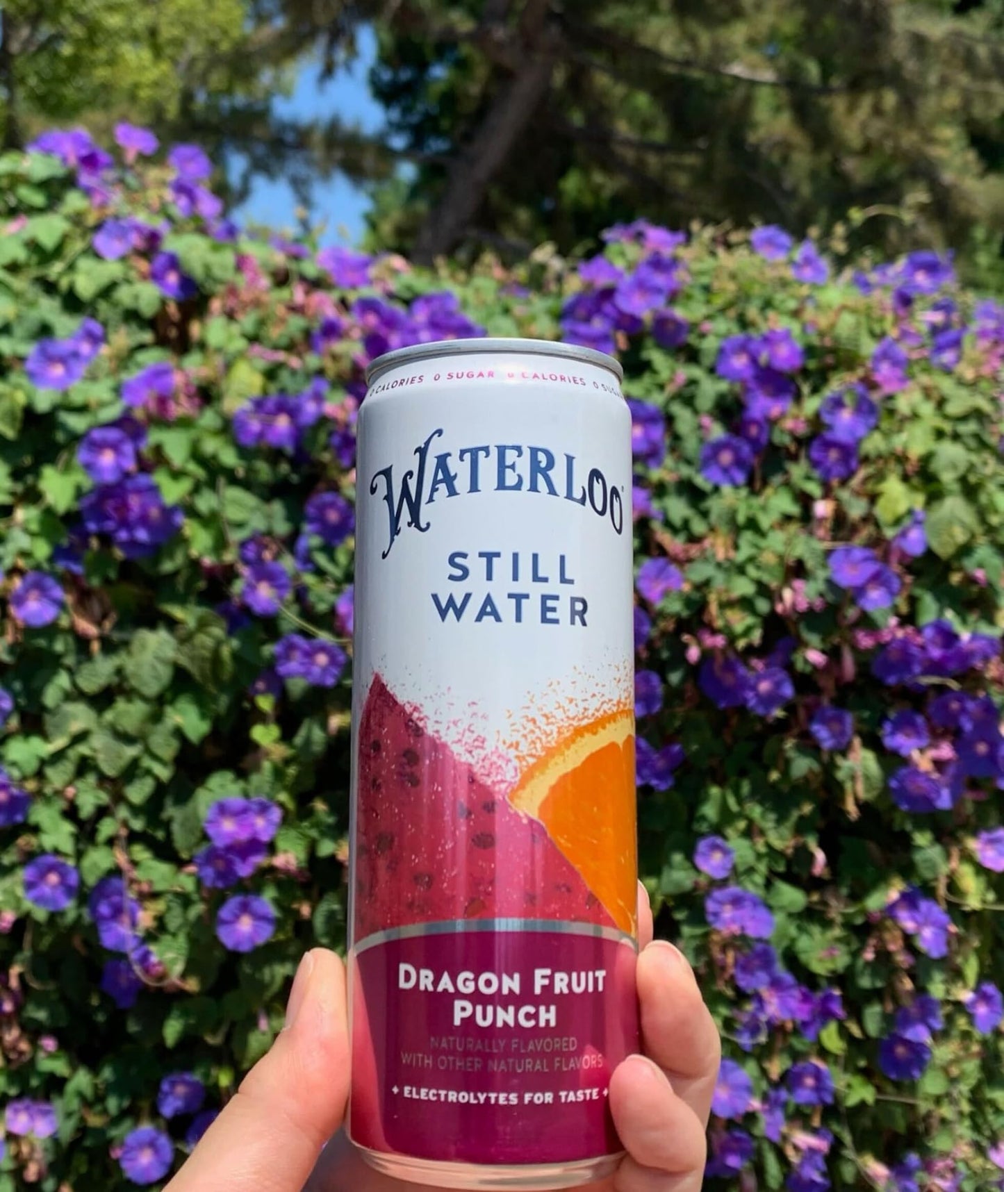 Waterloo Still Water, Dragon Fruit Punch | Naturally Flavored Purified Water | 12 Fl Oz Cans (Pack of 12) | Zero Calories | Zero