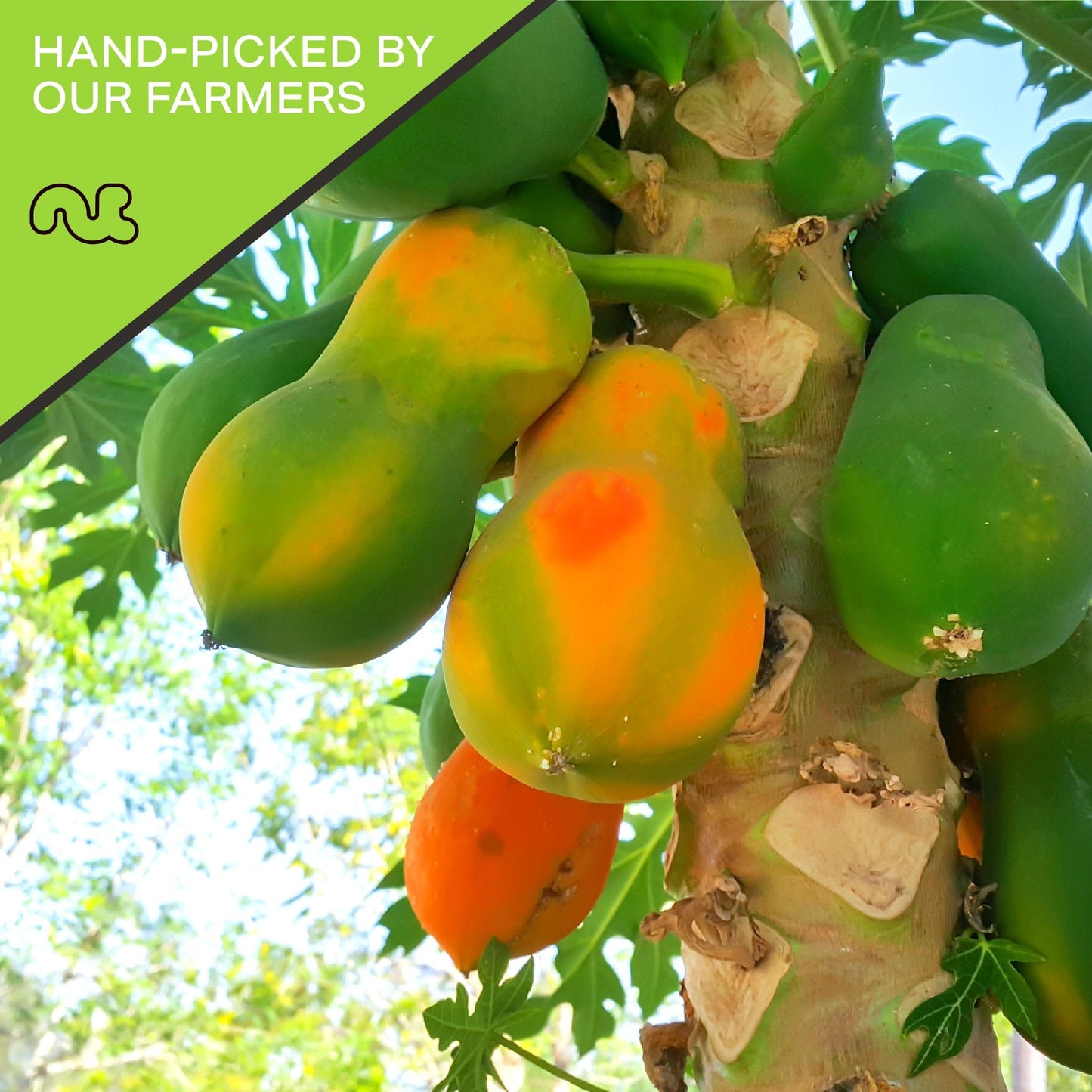 Nut Cravings Dry Fruits - Sun Dried Papaya Chunks, With Sugar Added (80Oz - 5 Lb) Packed Fresh In Resealable Bag - Sweet Snack,