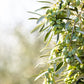 Cobram Estates - Evoo Ca Essentials Robust - Case of 6 - 12.7 FZ (6x12.7 FZ)