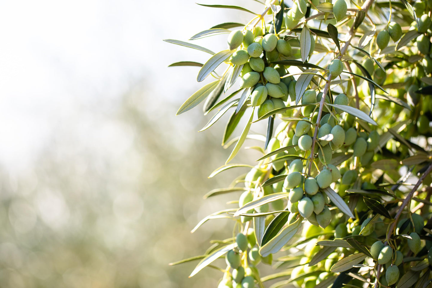 Cobram Estates - Evoo Ca Essentials Robust - Case of 6 - 12.7 FZ (6x12.7 FZ)