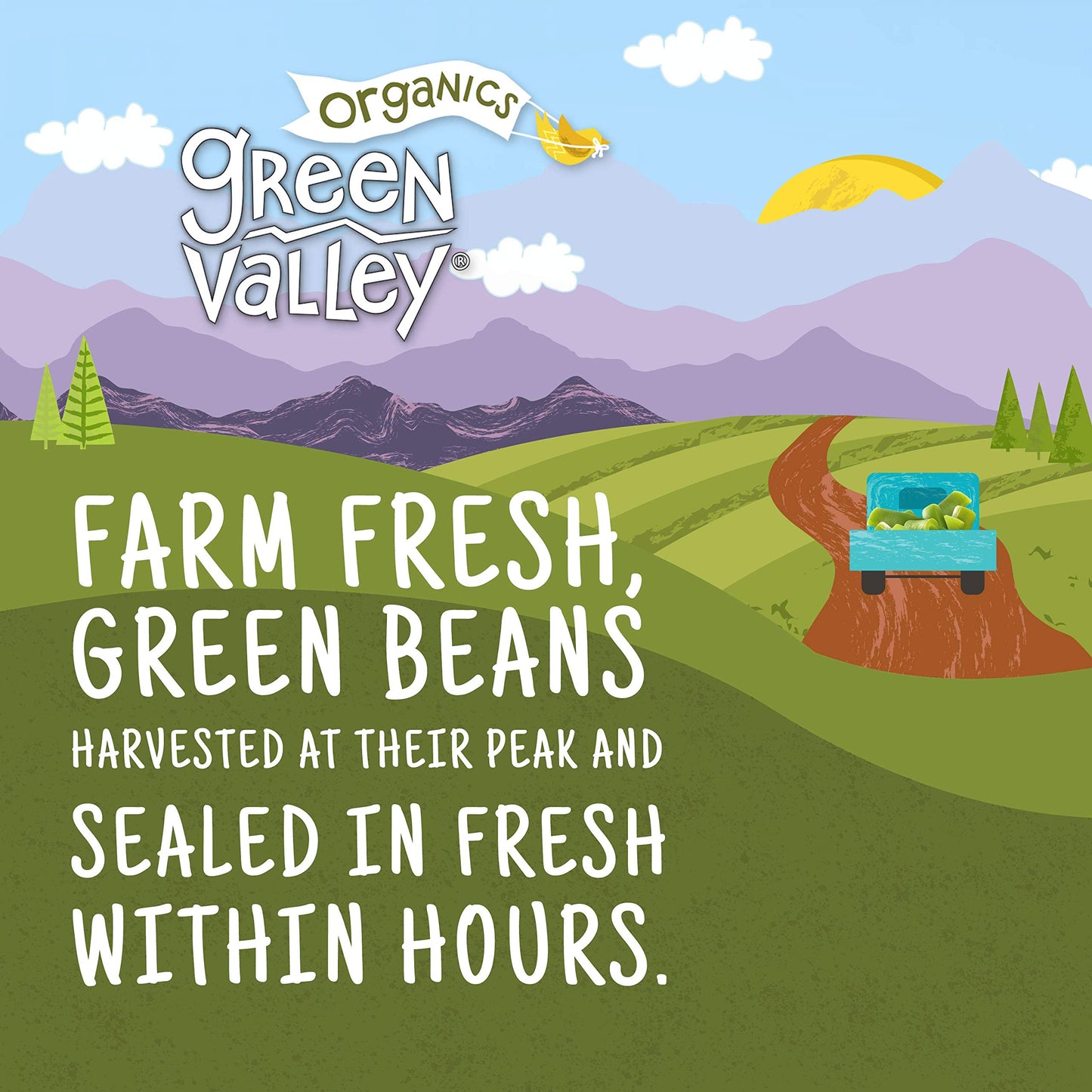 Green Valley Organics Cut Green Beans | Certified Organic | Deliciously Mild Subtly Sweet Flavor, Tender-Crisp | 14.5 Oz Can (Pack Of 4)