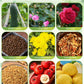 Generic Winter Melon Lotus Leaf Tea - 70 Bags Blend with Chrysanthemum, Orange Peel, Buckwheat, and More