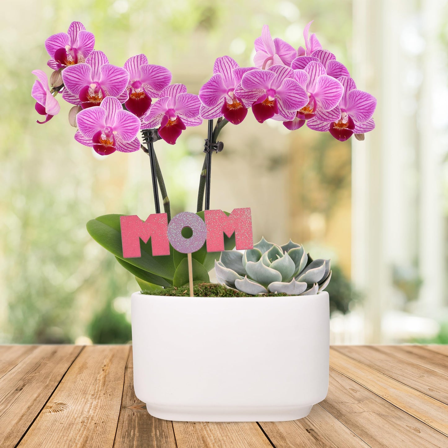 Green Circle Growers 4 Pink Orchid with Succulent in White Ceramic Pot with Mom Pick, Live Indoor Plants, House Plant